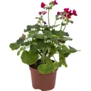 Пеларгония зональная d13