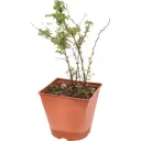 Лапчатка «Абботсвуд» 15x30 см