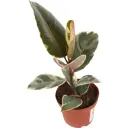 Фикус Тенике 12x35 см