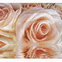 Фотообои DeliceDecor Нежная роза Ф 030 300x270 см