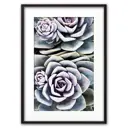 Постер Дом Корлеоне Зеленый суккулент 07-0435-30x40, 30x40 см