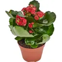 Каланхое Каландива Ле Шик микс 11x23 см