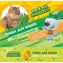 Набор для выращивания Ми-ми-мишки Трава для кошек ячмень