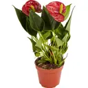 Антуриум Андреанум 3 цвета 10.5x30 см
