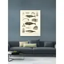 Постер ПростоПостер Анатомия кита 40x50 см в подарочном тубусе без рамы