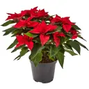 Пуансеттия ø22 h45 см