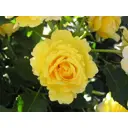 Роза Флорибунда Фрезия ø19 h55 см