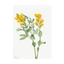 Постер на холсте Дикие цветы - Золотой горошек 50x70 см в подарочном тубусе без рамы