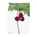 Постер Дикие цветы - Сладкий Триллиум 60x90 см в раме