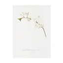 Постер Дикие цветы - Цветок вишни Амарена 60x90 см в раме