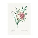 Постер Дикие цветы - Гвоздика 40x50 см в раме