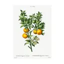 Постер Фрукты - Ветка апельсинового дерева 50x70 см в раме
