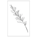 Постер Линии - Веточка акации 60x90 см в раме