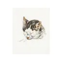 Постер Кошки - Зажмуренная кошка 60x90 см в раме