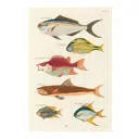 Постер Рыбы - Редкие виды рыб 40x50 см в раме