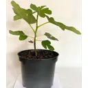 Инжир Кадота ø19 см h25-35 см