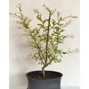 Ива Хакуро Нишики ø19 см h20-30 см