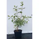 Дерен белый Сибирика Вариеата ø19 см h40-60 см