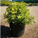Лапчатка Тилфорд Крим ø19 h20-40 см