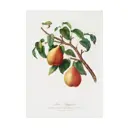 Постер Простопостер "Фрукты - груша на ветке" 70x50 см в подарочном тубусе без рамы