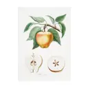 Постер ПростоПостер "Фрукты - грушевидное яблоко" 70x50 см в подарочном тубусе без рамы