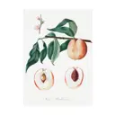 Постер в раме Просто Постер "Фрукты - персик на зеленой веточке" 50x40 см