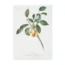 Постер в раме Просто Постер "Фрукты - веточка с плодами желтой груши" 50x40 см