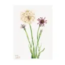 Постер в раме Просто Постер "Дикие цветы - сальсифи" 50x40 см