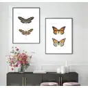 Постер 28 картин "Бабочки и мотыльки" 50x40 см