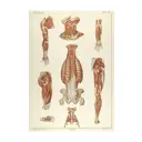 Постер Просто Постер "Анатомия - Строение корпуса и мышц человека" 50x40 см в подарочном тубусе