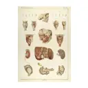 Постер Простопостер "Анатомия - Строение гортани человека" 120x90 см