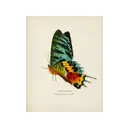 Постер на холсте Просто Постер Восхитительная бабочка 90x120 без рамы