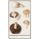 Постер Простопостер "Грибы - обыкновенный луговой гриб" 50x40 см в раме