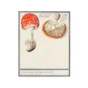 Постер Простопостер "Грибы - мухомор amanita muscaria" 50x40 см в раме