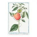 Постер Простопостер "Овощи - сладкий перец" 70x50 см в раме