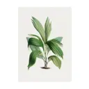 Постер Простопостер "Листья - куст с широкими листьями" 50x40 см в раме