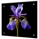 Защитный экран Borntoprint Ирис на чёрном фоне 50x50x0.4 см закаленное стекло цвет прозрачный