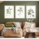 Постер 28 картин Ботаническая иллюстрация растения в стиле прованс 50x40 см без рамы