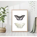 Постер 28 картин "Бабочки черная и белая" 50x40 см без рамы