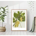 Постер 28 картин "Виноград" 50x70 см, в подарочном тубусе без рамы