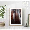 Постер 28 картин "Деревья в бору" 40x50 см, в подарочном тубусе без рамы