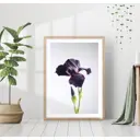 Постер 28 картин "Ирис черный" 40x50 см, в подарочном тубусе без рамы