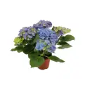 Гортензия Макрофила Early Blue ø14 h40 см