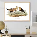 Постер 28 картин "Птицы иллюстрация" 40x50 см в подарочном тубусе без рамы