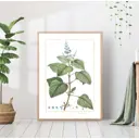 Постер 28 картин "Растение мята" 40x50 см в подарочном тубусе без рамы