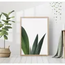 Постер 28 картин "Сансевиерия листья" 70x50 см без рамы