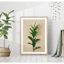 Постер 28 картин "Растение Рускус" 70x50 см без рамы