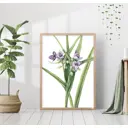 Постер 28 картин "Традесканция цветок. Ботаническая иллюстрация" 40x50 см в подарочном тубусе без рамы