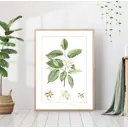 Постер 28 картин Цветок жасмина Ботаника 40x50 см в подарочном тубусе без рамы