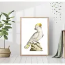 Постер 28 картин "Хохлатый попугай какаду" 50x70 см в подарочном тубусе без рамы